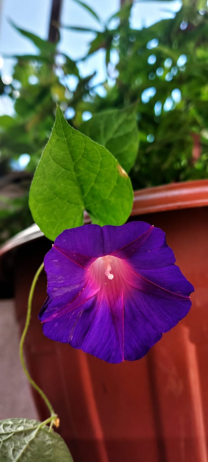 Apomeia — flor original de Carmo Florais